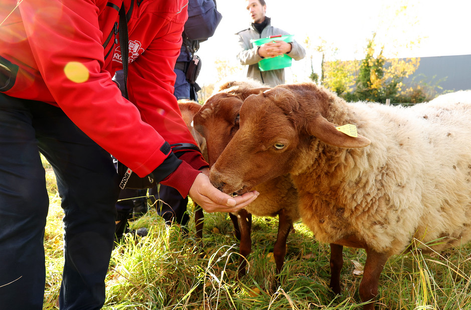 Éco-pâturage hivernal à Cergy  - voir en plus grand : (fenêtre modale)