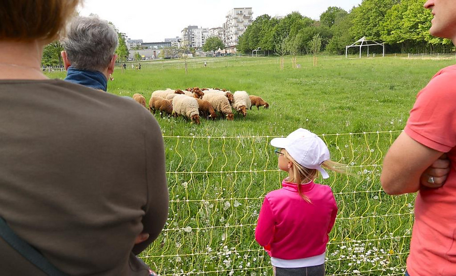 Transhumance des moutons, les 7 et 8 mai entre la ferme d'Écancourt de Jouy-le-Moutier et Courdimanche. - voir en plus grand : (fenêtre modale)