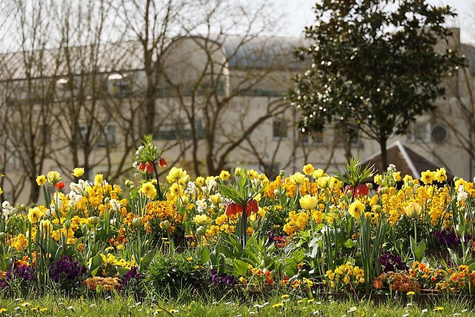 Sols fleuris et arbustes à Cergy - voir en plus grand : (fenêtre modale)