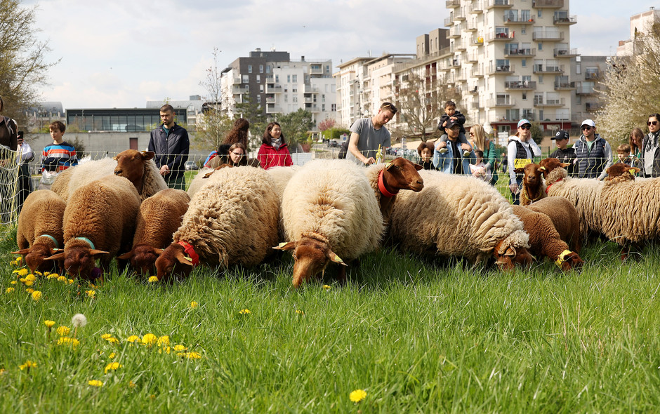 Transhumance des moutons à travers Cergy, 16 avril - voir en plus grand : (fenêtre modale)