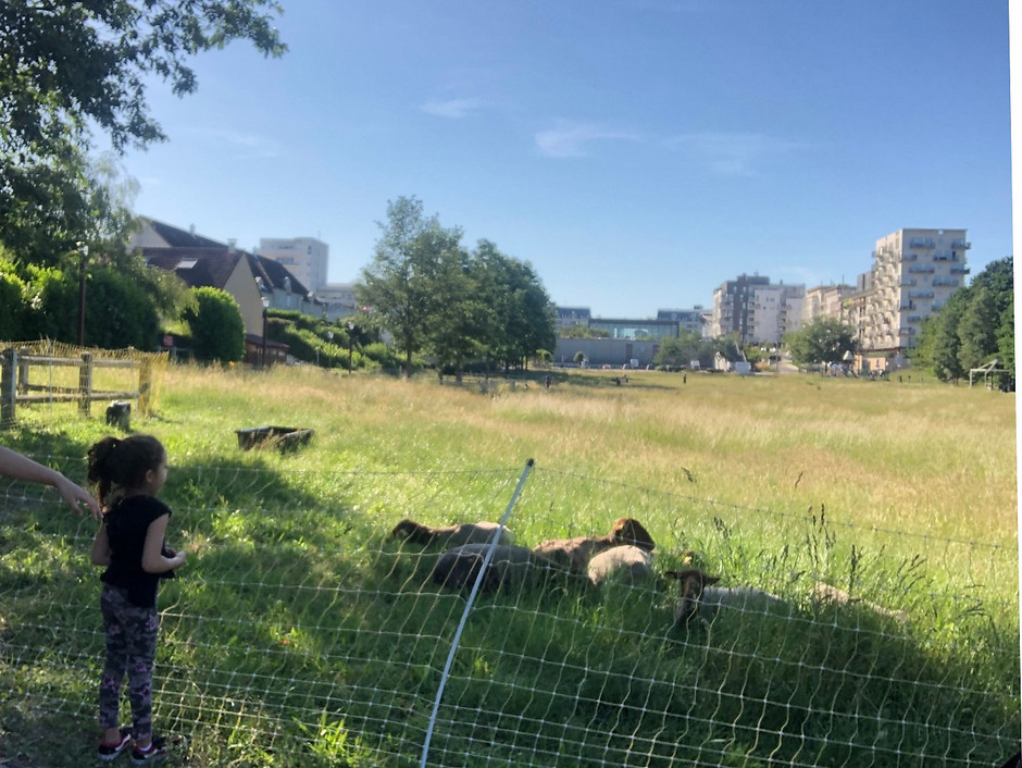 Des moutons sur la promenade des Deux-Bois, juin 2020 - voir en plus grand : (fenêtre modale)