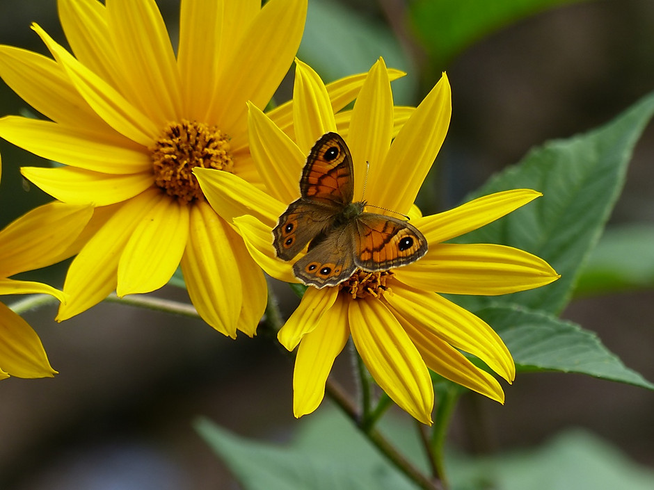 Papillon Le Némusien - voir en plus grand : (fenêtre modale)