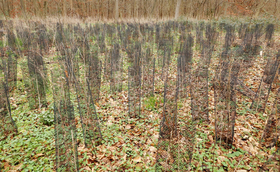 Plantation participative au bois de Cergy, 28 et 29 janvier - voir en plus grand : (fenêtre modale)