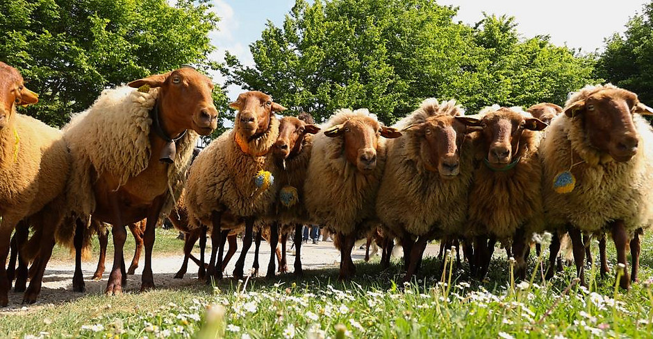 Transhumance des moutons, les 7 et 8 mai entre la ferme d'Écancourt de Jouy-le-Moutier et Courdimanche. - voir en plus grand : (fenêtre modale)
