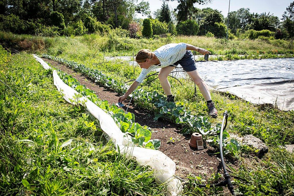 Potager Label ville  - voir en plus grand : (fenêtre modale)