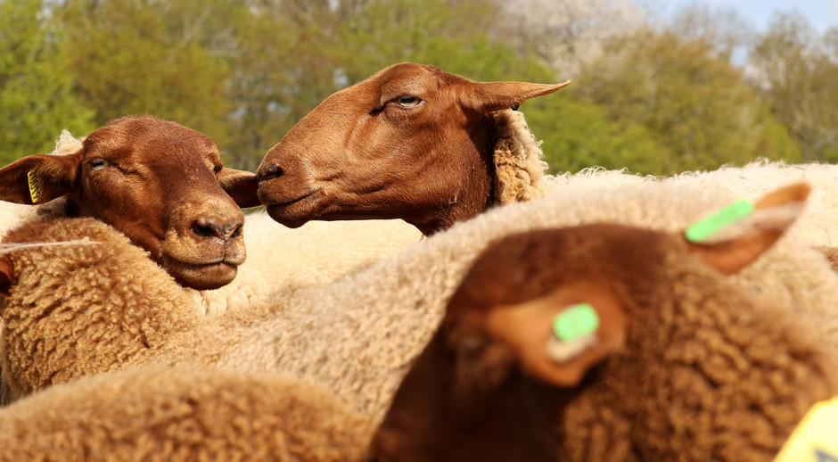 Transhumance des moutons à travers Cergy, 16 avril - voir en plus grand : (fenêtre modale)